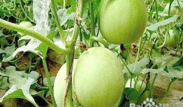 姜庄最新吃瓜,最新吃瓜事件揭秘