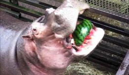 河马为什么吃瓜,揭秘热带水域中的独特饮食习惯