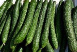 吃田瓜减肥吗,天然美味助你轻松瘦身