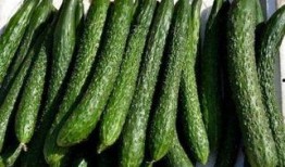 吃田瓜减肥吗,天然美味助你轻松瘦身