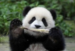 西安熊猫吃瓜事件,萌宠奇遇记引发网友热议