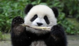 西安熊猫吃瓜事件,萌宠奇遇记引发网友热议