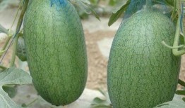 林三吃瓜,揭秘娱乐圈背后的那些事儿