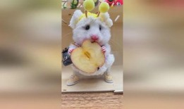 沉浸式吃小瓜,跟随味蕾探索小瓜的美食之旅