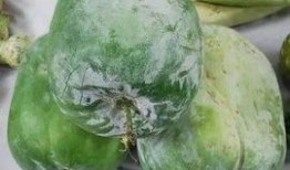 夏天唯美视频吃瓜,夏日吃瓜视频掠影