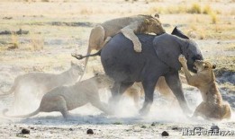 狮子和骆驼吃瓜