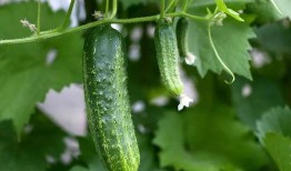 城里吃瓜,揭秘都市生活百态