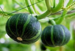 曹县销售吃瓜,销售吃瓜盛宴来袭！