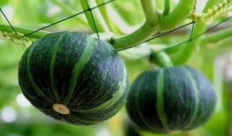 曹县销售吃瓜,销售吃瓜盛宴来袭！