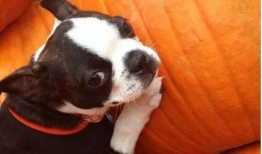 幼犬可以吃小瓜吗,小瓜是否适合幼犬食用？