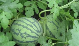 吃瓜映像,吃瓜群众眼中的明星生活