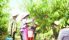 吃瓜书田,揭秘娱乐圈背后的秘密与真相