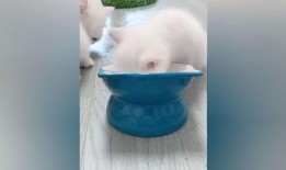 沉浸式吃小瓜,跟随味蕾探索小瓜的美食之旅