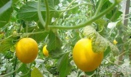 吃伊丽莎白瓜嘴疼,却引发嘴疼困扰揭秘