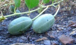 糖尿病可以吃蜂密瓜吗,蜂密瓜的适宜摄入指南