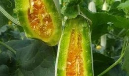 春天吃瓜图片大全,春季时令瓜果大盘点