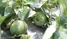 吃瓜变绿,揭秘绿色食品背后的秘密