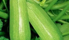 塔山吃瓜,探寻夏日消暑美食之旅