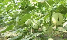 瓜州县发生的吃瓜事件视频