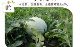 吃白瓜日记,夏日清新滋味，记录健康生活点滴