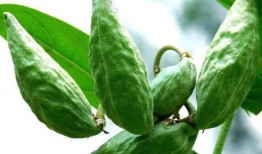 吃瓜找牛,牛群背后的秘密生活