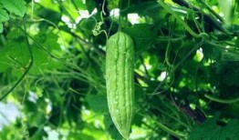 吃瓜每日大牌,揭秘娱乐圈幕后故事