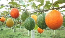 吃吊瓜有什么坏处