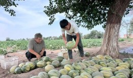 吃瓜每日大牌,揭秘娱乐圈幕后故事