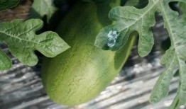 林三吃瓜,揭秘娱乐圈背后的那些事儿