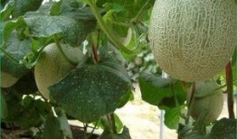 为啥吃蜜瓜不会胖,揭秘为何吃它不会胖