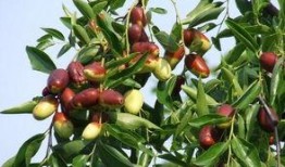 解梦吃瓜栗子枣,揭秘瓜栗子枣在梦中的象征意义