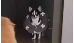 狗吵架猫吃瓜,一场宠物界的“吃瓜”大戏