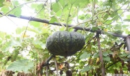 阳台山吃瓜,品味生活，共享清凉时光