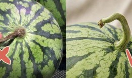 井底吃瓜的图片,揭秘网络热图的趣味与思考