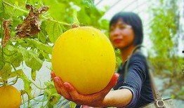 吃瓜摘瓜人的感受