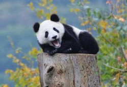 虫洞熊猫吃瓜,吃瓜探秘宇宙奥秘