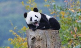 虫洞熊猫吃瓜,吃瓜探秘宇宙奥秘