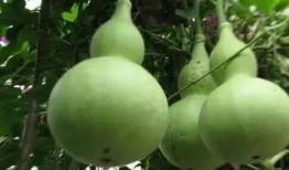 林三吃瓜,揭秘娱乐圈背后的那些事儿